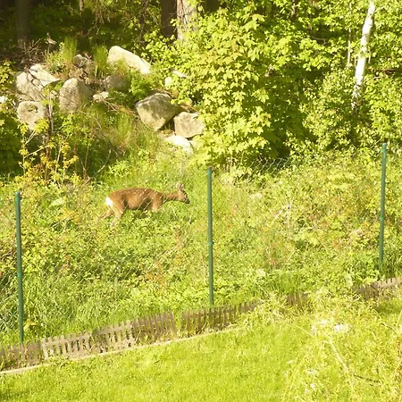 Wynajem Pokoi Pod Lasem Accommodatie bij particulieren *